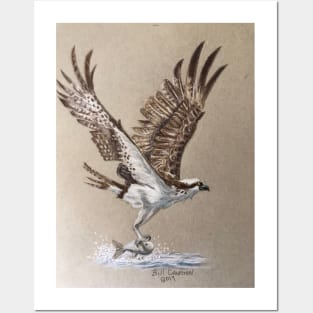Osprey Posters and Art